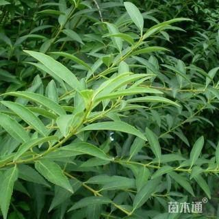 高度70厘米连翘小苗