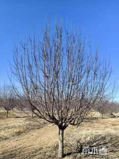 13公分绚丽海棠