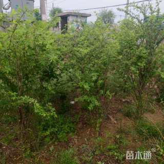 高度150厘米锦鸡儿