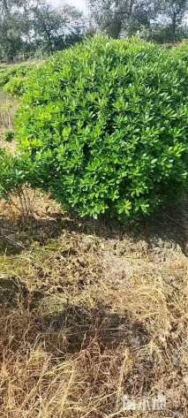 冠幅180厘米海桐球