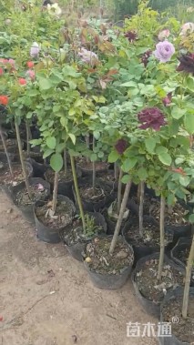 高度40厘米高杆月季