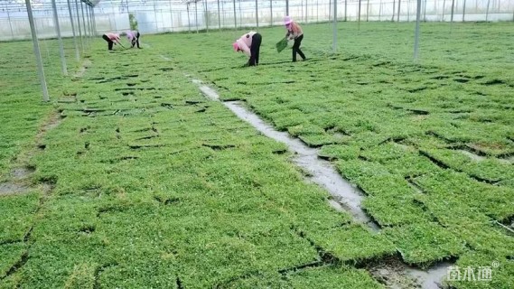 高度38厘米姬岩垂草