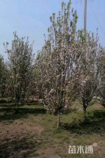 11公分西府海棠