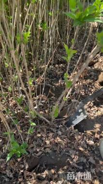 高度60厘米红王子锦带