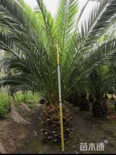 裸干高200厘米加拿利海枣