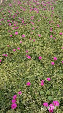 高度10厘米太阳花
