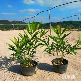 高度50厘米丛生夹竹桃