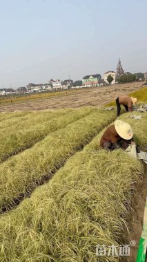 高度30厘米金叶苔草