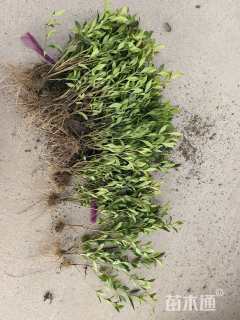 高度25厘米小叶栀子