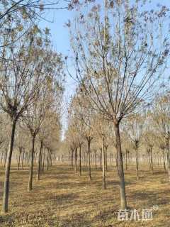 13公分秋紫白蜡