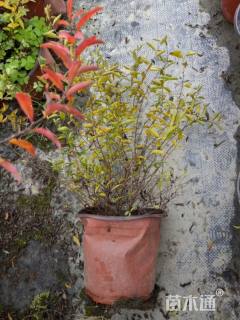 高度35厘米喷雪花