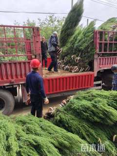 高度120厘米北京桧