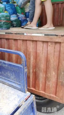 高度25厘米金边假连翘