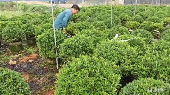 冠幅80厘米毛鹃球