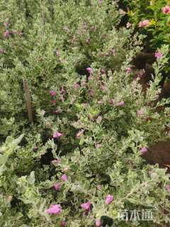 高度60厘米红花玉芙蓉