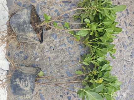 高度25厘米海桐小苗