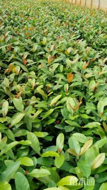 高度40厘米龙船花