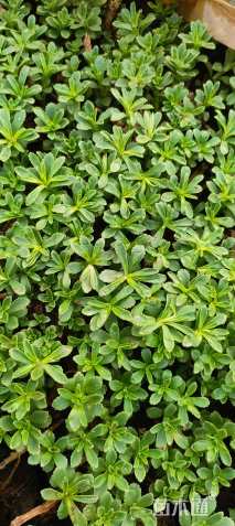 高度10厘米三七景天