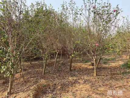 高度100厘米木槿