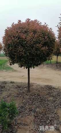 3公分高杆红叶石楠