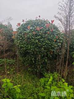 冠幅120厘米红叶石楠球