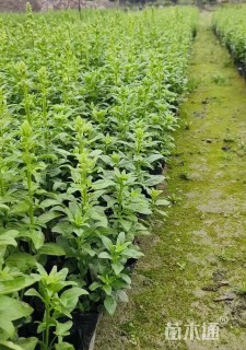 高度25厘米金鱼草