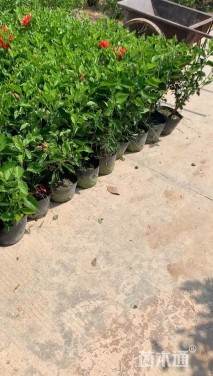 高度30厘米大红花