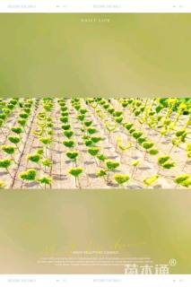 4公分造型亮晶女贞