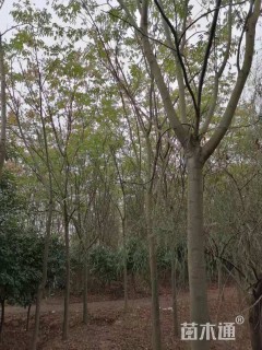 15公分栾树