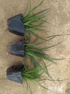 高度15厘米崂峪苔草