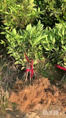 高度30厘米杜鹃