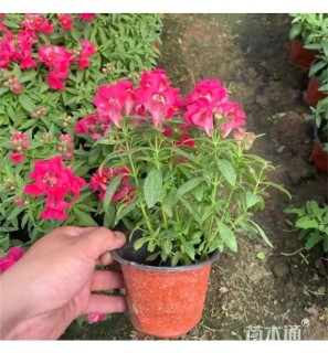 高度20厘米金鱼草