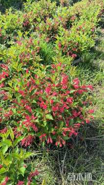 高度40厘米红王子锦带