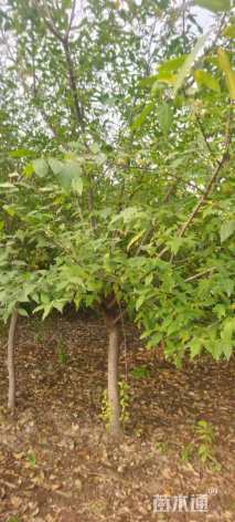 高度300厘米蜡梅