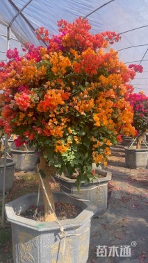 高度200厘米三角梅