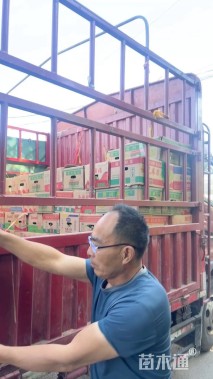 高度20厘米飞燕草