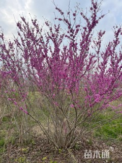 高度300厘米紫荆