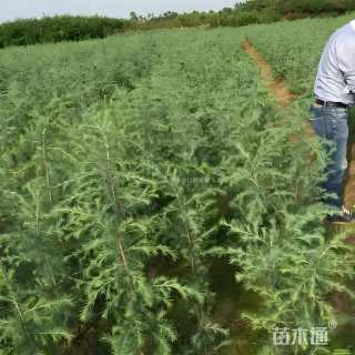 高度40厘米雪松小苗