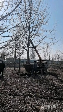 20公分北美枫香