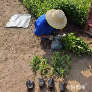 高度55厘米锦带