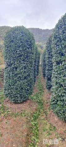 高度280厘米茶梅柱