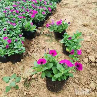 高度18厘米垂钓牵牛