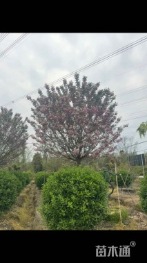 10公分日本晚樱