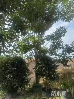 15公分洋红风铃木