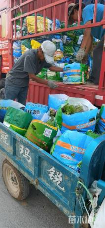 高度50厘米大吴风草