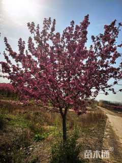 15公分绚丽海棠