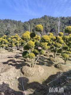 10公分造型亮晶女贞