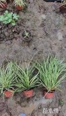 高度15厘米金丝苔草