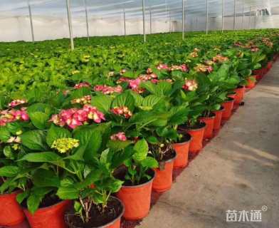 高度30厘米八仙花