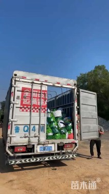 高度40厘米细叶萼距花